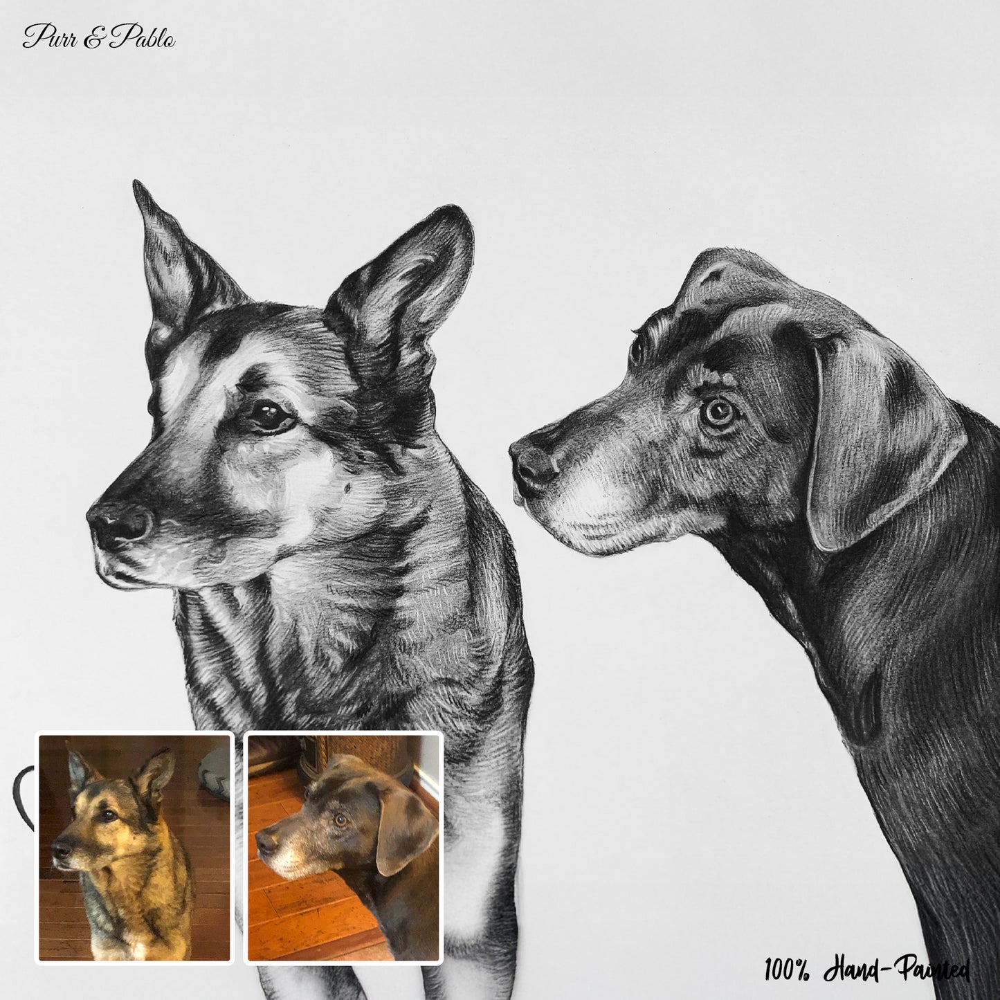 Dog Charcoal Drawing