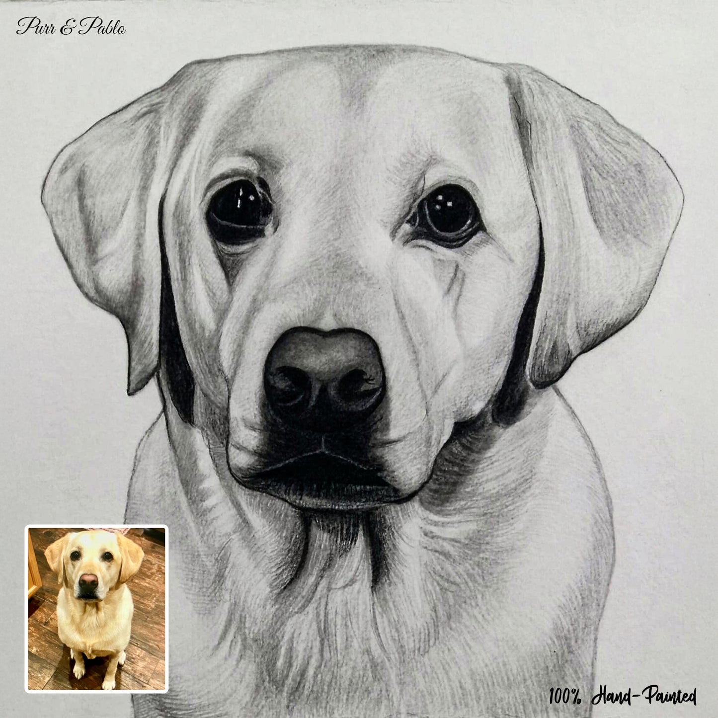 Dog Charcoal Drawing
