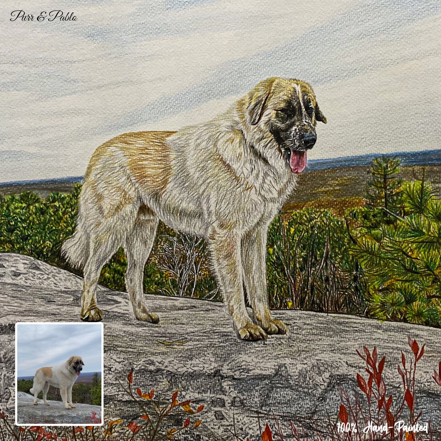 Dog Colored Pencil Drawing