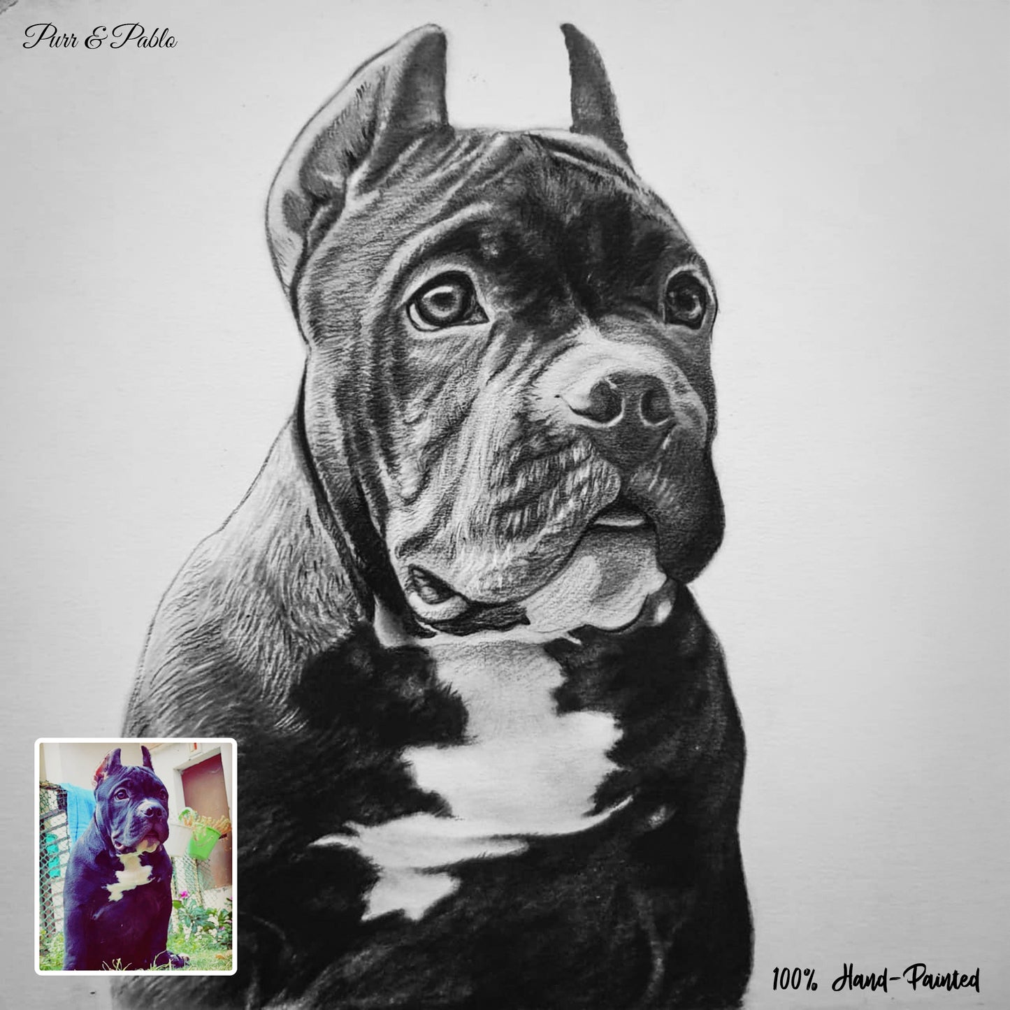Dog Charcoal Drawing