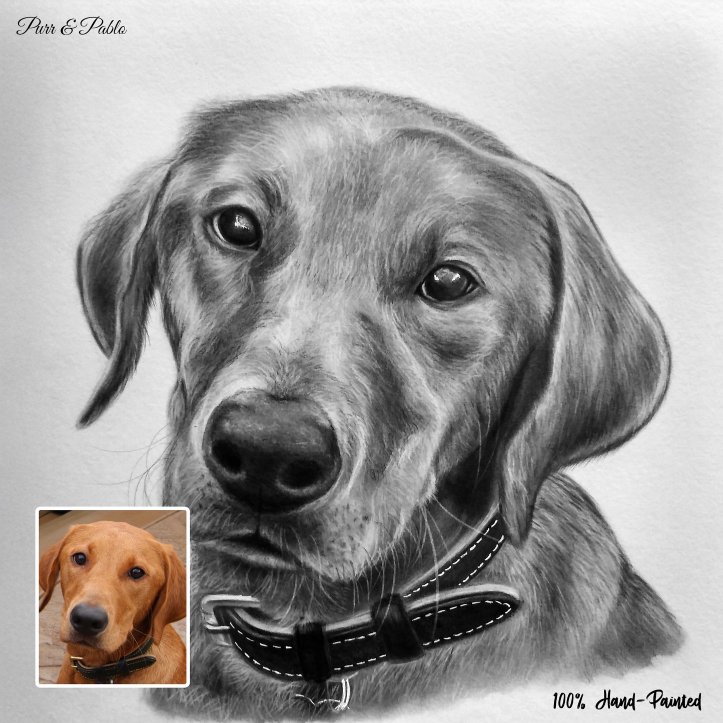 Dog Pencil Drawing